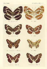 papillon 27