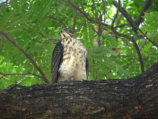 鳳頭蒼鷹/無限台南