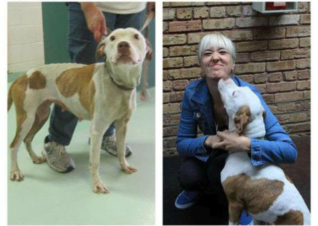 Injured Rescued Animals Before and After Adoption