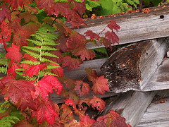 Fence and Vine Maple, Autumn