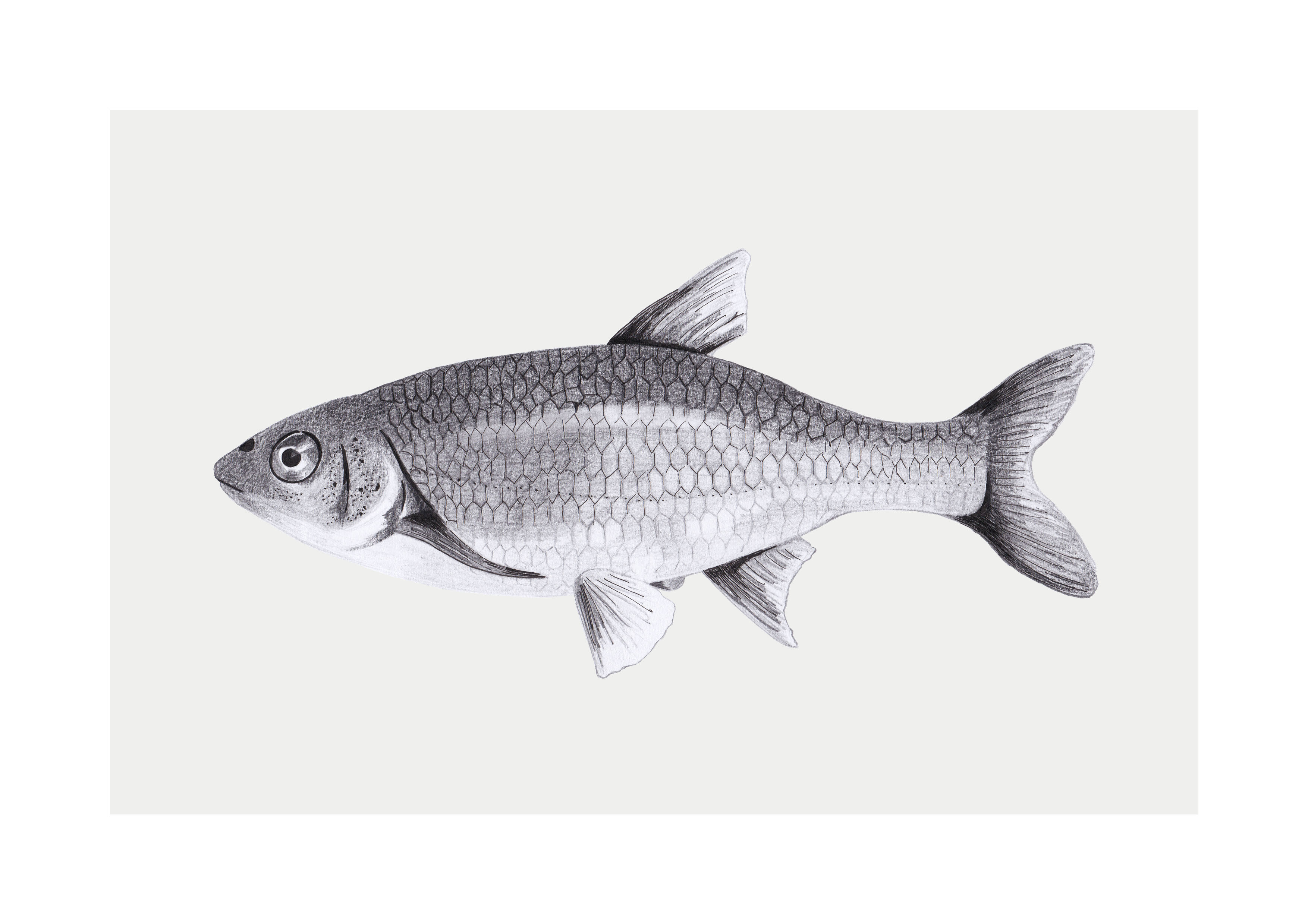 Featured image of post Realistic Fish Drawing Outline If you observed well enough the previous drawing you ll notice that it is the outline of the fish the contours of the fish
