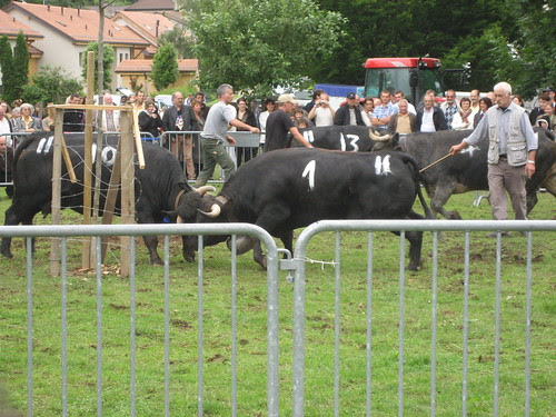 Cow Fight