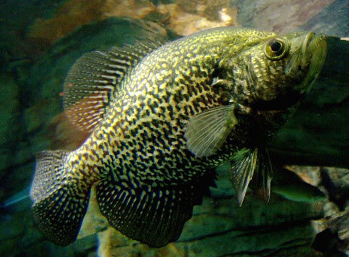 Crappie