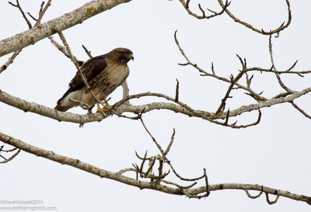 Red-Tailed Hawk