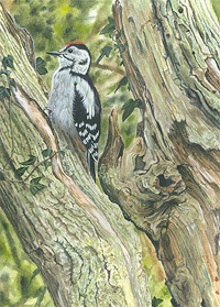 Great spotted woodpecker wildlife print for sale