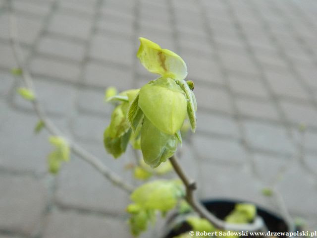 Leszczynowiec kłosowy Leszczynowiec kłosowy