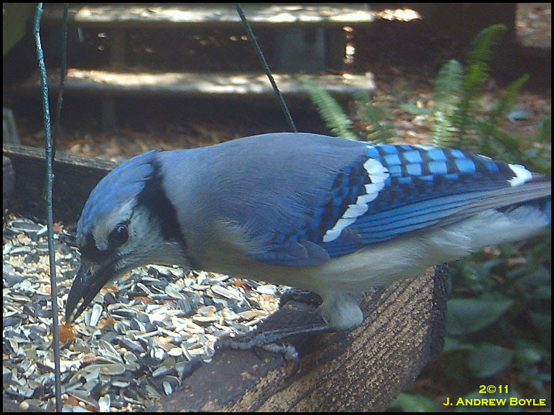 Blue Jay Blue Jay