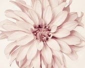 Flower Photography, Fine Art Print, Dusty Pink, Girl Nursery Decor, Floral Photo, 8x8 Photograph, Dahlia Photo, Minimalist Print - RockyTopPrintShop Flower Photography, Fine Art Print, Dusty Pink, Girl Nursery Decor, Floral Photo, 8x8 Photograph, Dahlia Photo, Minimalist Print - RockyTopPrintShop