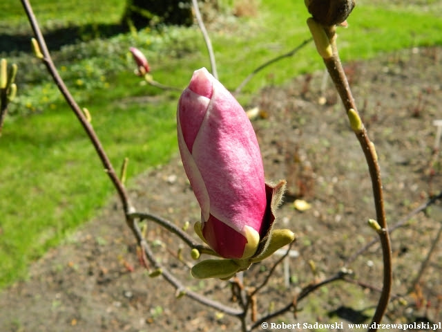 magnolia pośrednia Wine Light magnolia pośrednia Wine Light