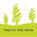 Trees for Sale Online