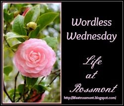 Wordless Wednesday at Life at Rossmont