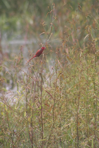 Crimson Finch