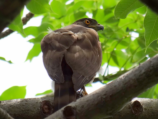 鳳頭蒼鷹/無限台南