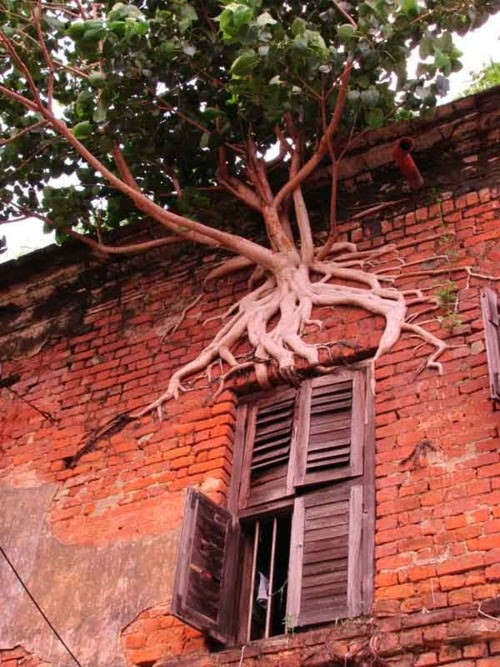 nature, tree from bricks