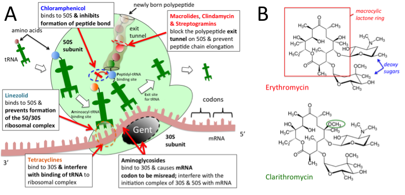 Macrolide Mechanism Of Action Slidesharetrick   TtoMbfEPzYmtJQAcnqyLyx35l2H4KpVJQGBfnVZTTBT0aB BIks1GKdozCStHCM1FtCeJ3u5bn47c4aIcj C8SvXHfvGIhALyAGpDrJl0GtT=s0 D