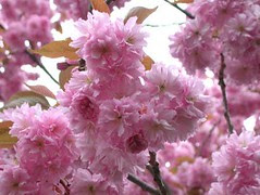 Pink Blossoms