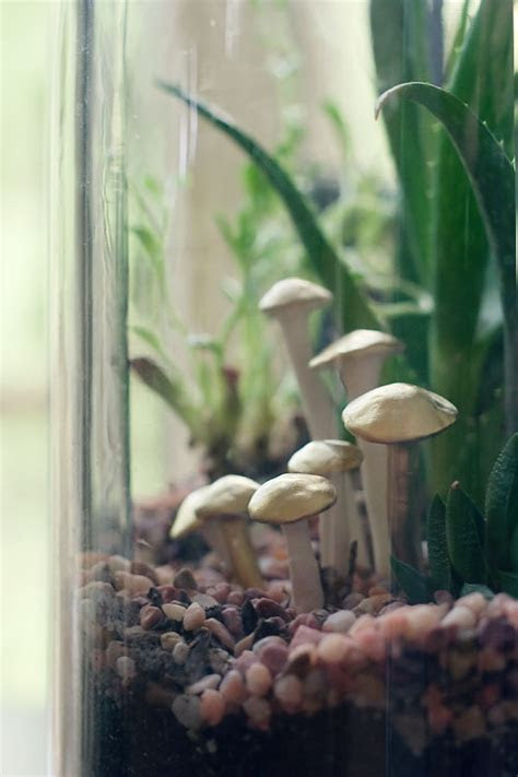 DIY: Terrarium Mushrooms Wit & Whistle DIY: Terrarium Mushrooms Wit & Whistle