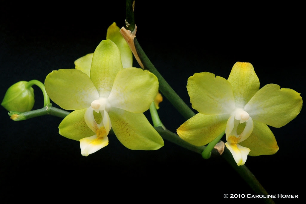 Phalaenopsis orchid