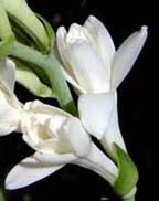 Tuberose Tuberose