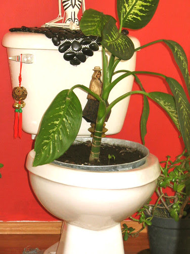 toilet plant