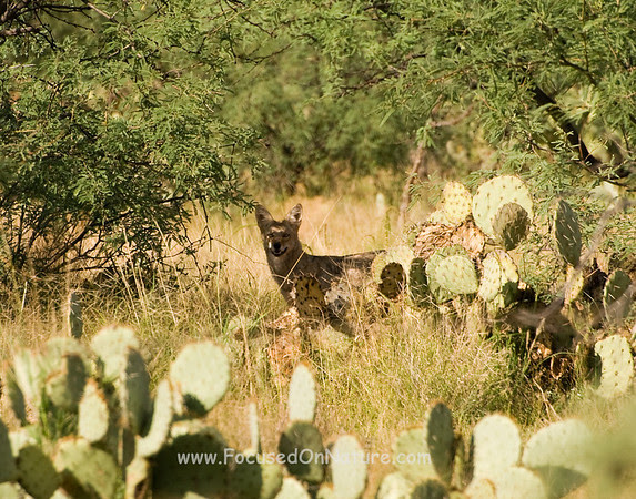 Coyote in the Cactus
