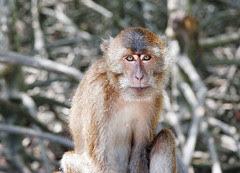Monkey at Bang Rong, Phuket