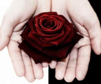 Menakjubkan 17 Bunga Mawar Merah Di Tangan Koleksi Bunga Hd