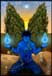 "Melek Ta'us, the Peacock Angel" ©2006 Storm Faerywolf