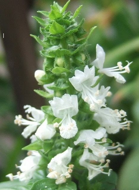 ベスト バジル 花言葉 レモン バジル 花言葉