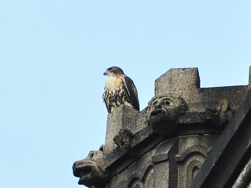 Cathedral RT Fledgling 3