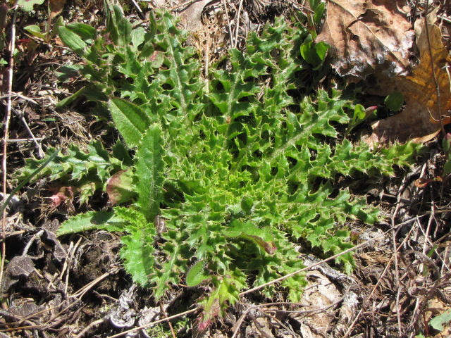 Hill's thistle