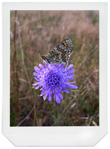 papillon