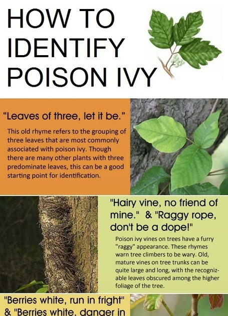 How do you identify poison ivy