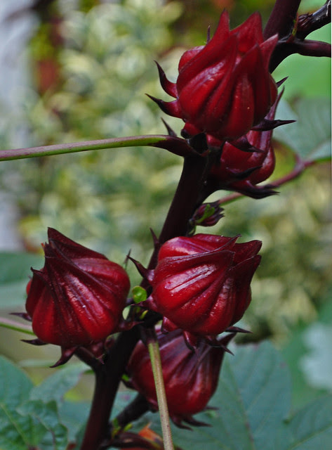 Hibiscus sabdariffa (2)