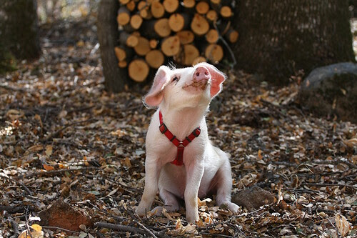 Ruby Sitting Pretty