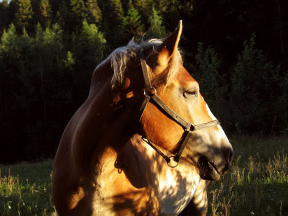 caballo