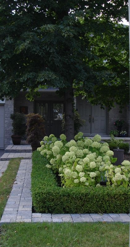 Annabelle Hydrangea with boxwood border