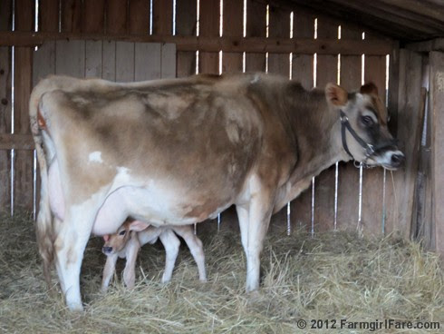 One day old Jersey heifer calf 2 - FarmgirlFare.com