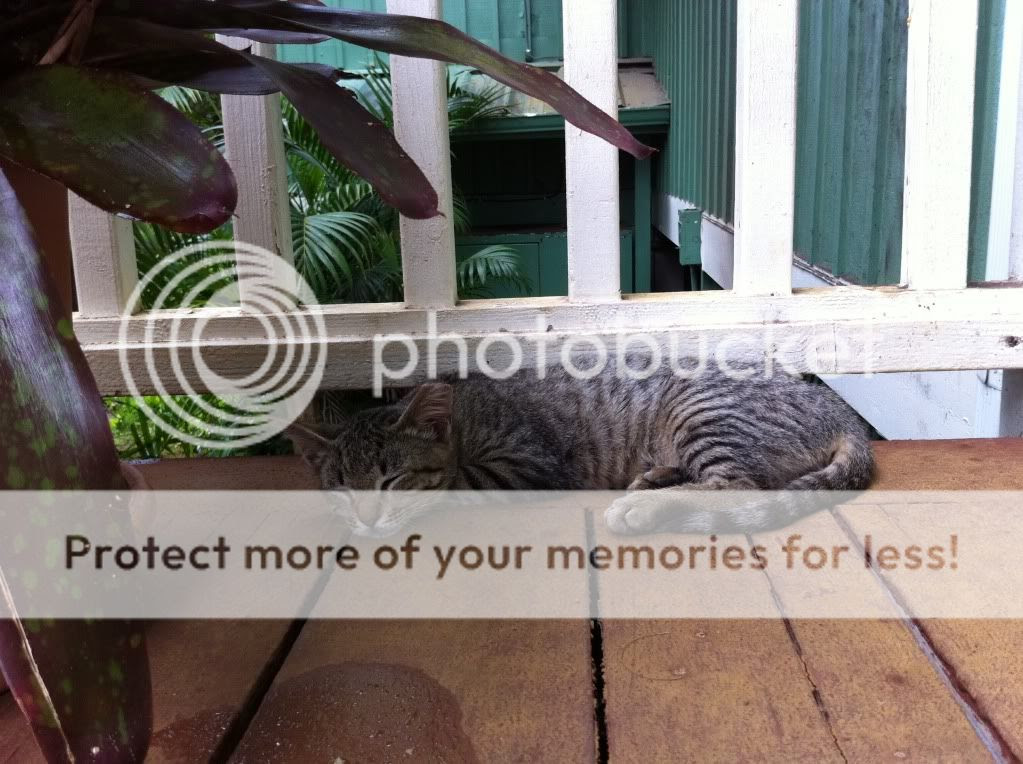 Kauai stray cat