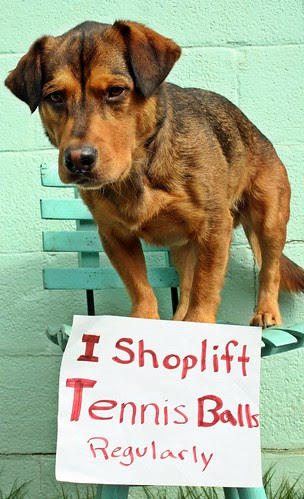 Pallo: "I shoplift tennis balls regularly"