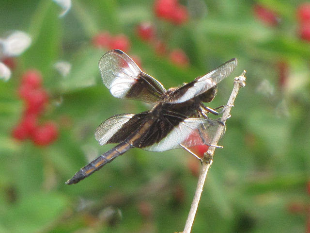 male widow skimmer dragonfly