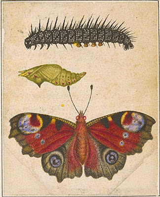 Peacock butterfly (Inachis io), caterpillar, and pupa