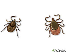 Illustration of male and female deer ticks