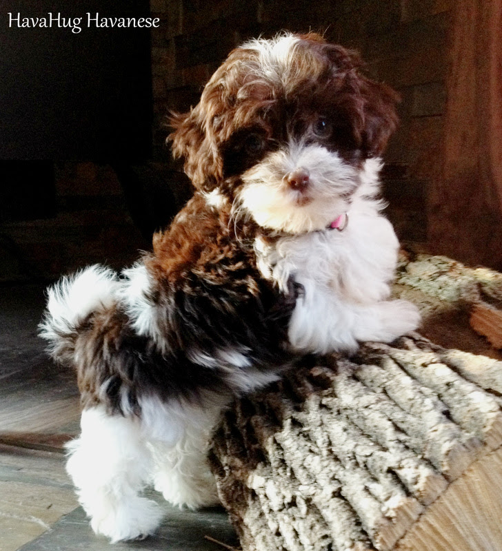 HavaHug Havanese Puppies HavaHug Havanese Puppies of Michigan HavaHug Havanese Puppies HavaHug Havanese Puppies of Michigan