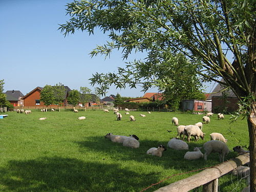 Epenwöhrden schafe