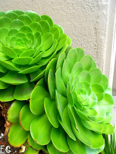 Flora 2
