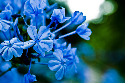 Blue flower 3