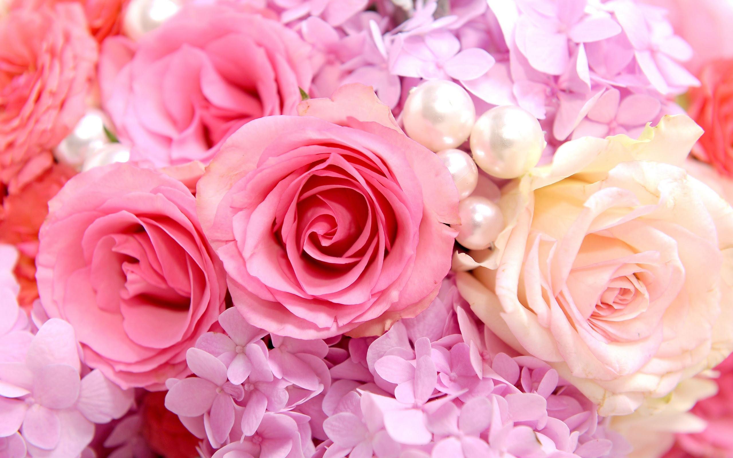 驚くばかりピンク 薔薇 壁紙 最高の花の画像