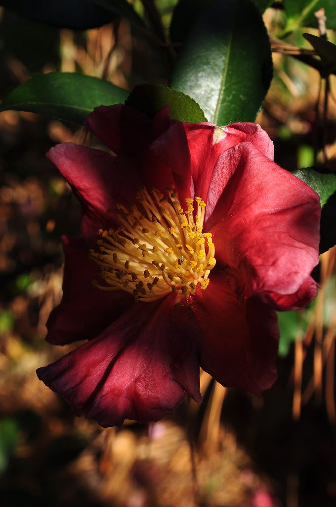 Camellia sasanqua 'Midnight Lover' 2