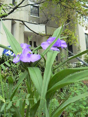 Flower I cannot identify